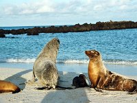 Sea Lion