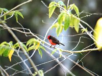 Vermilion Flycatcher