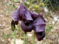 Black Lily