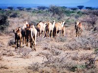 Camels