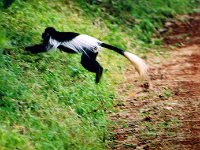 Black and White Colobus