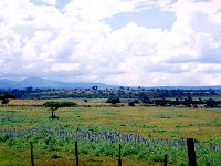 Mount Elgon