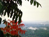 Kakamega Rain Forest