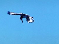 Pied Kingfisher