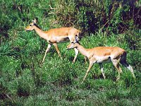 Antelopes