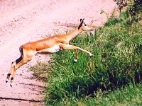 Antelope