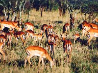 Impalas