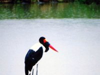 Saddle Billed Stork