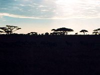 Serengeti N.P.