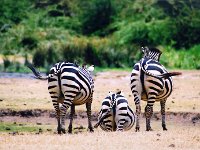 Plains Zebras