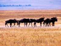 Wildebeest