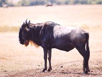 Wildebeest