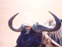 Wildebeest