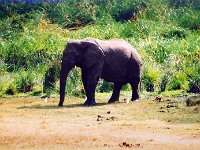 Elephant