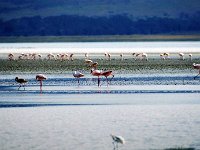 Flamingos