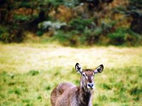 Waterbuck