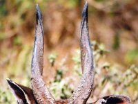 Hartebeest