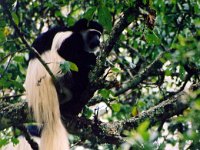 Black and White Colobus