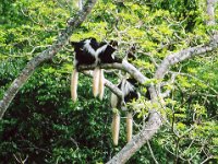 Black and White Colobus