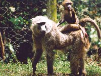 Baboons