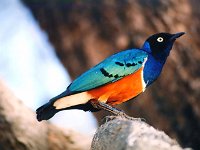 Superb Starling