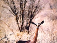 Gerenuk