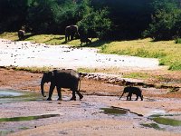 Elephants