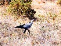 Secretary Bird