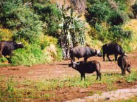 African Buffalo