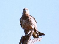 Tawny Eagle