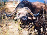 African Buffalo