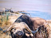 African Buffalo