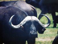 African Buffalo