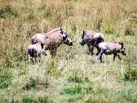 Warthogs