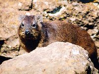 Rock Hyrax