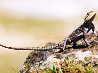 Agama Lizard