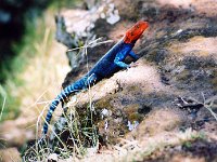 Red-Headed Agama Lizard