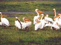 Great White Pelicans