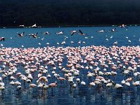 Lake Nakuru