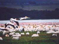 Great White Pelicans