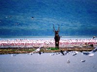 Waterbuck ans Flamingos