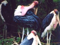 Marabu Storks