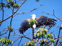 African Fish Eagle