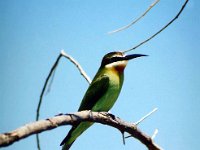 White Fronted Bee Eater