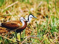 African Jacana