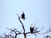 African Fish Eagles