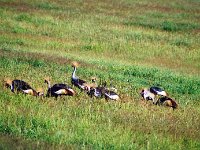 Grey Crowned Crane