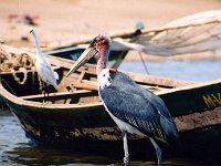 Marabou Stork