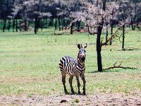 Plains Zebra