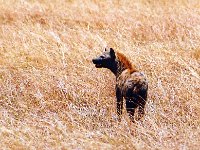 Hyena